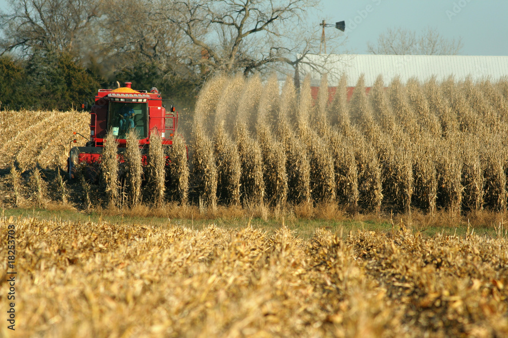 Obraz premium combine harvesting corn, rural Nebraska