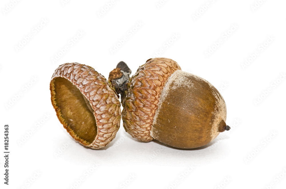 Acorn. Acorn.
