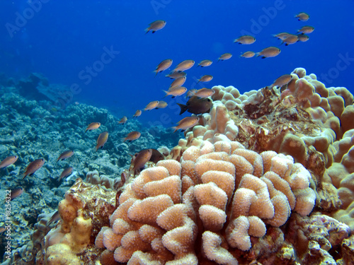 Hawaiian Reef with Coral and School of Fish
