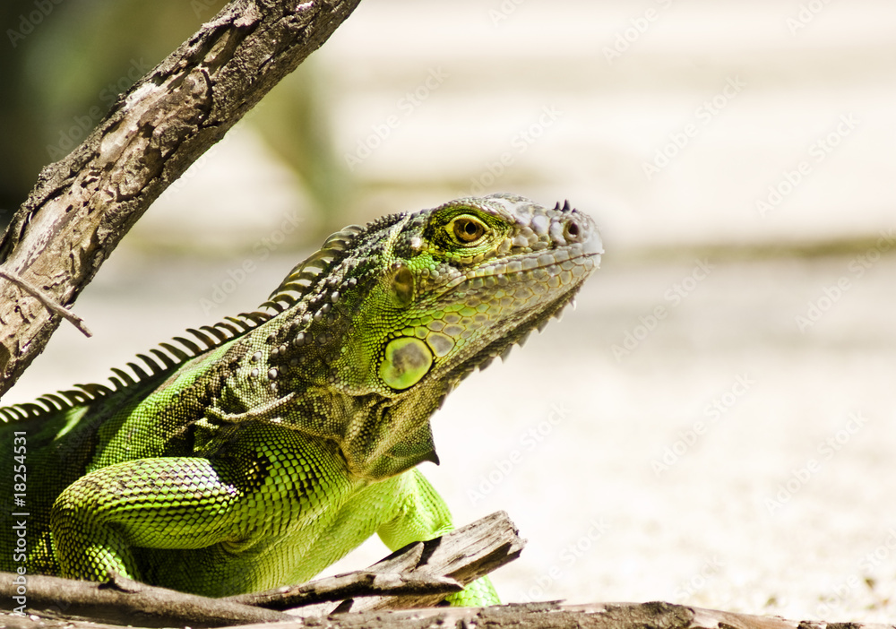 Obraz premium iguana