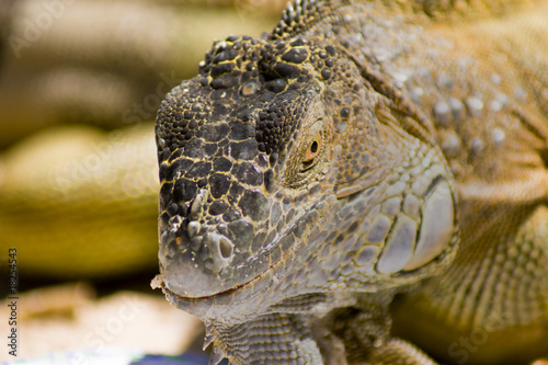 iguana photo