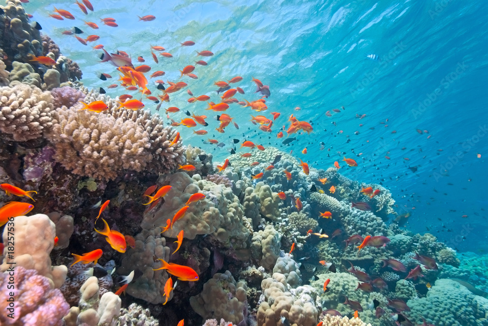 scalefin fish on the reef