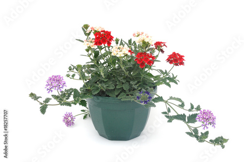 Fototapeta Naklejka Na Ścianę i Meble -  suspension florale