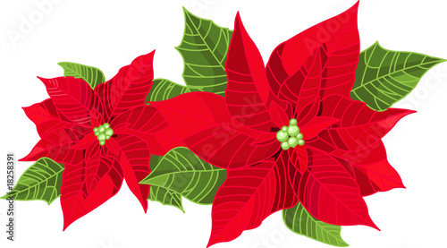 Christmas decoration poinsettia