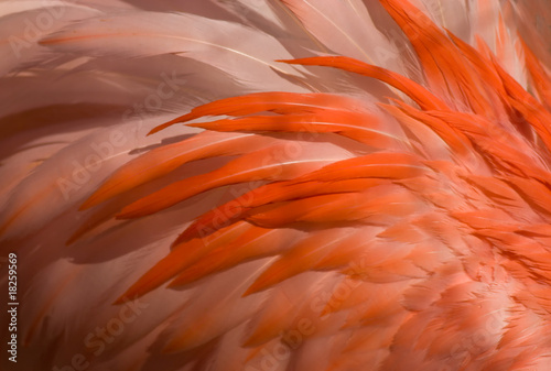 Background of close-up detail of a pink flamingo's feathers.
