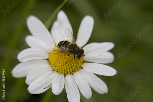 Bee sat on large Daisy