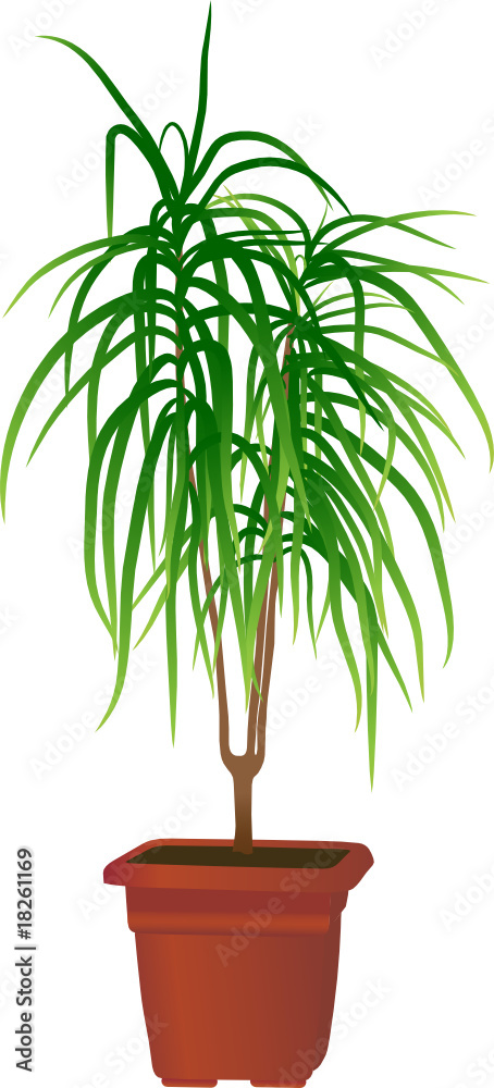 Fototapeta premium Home plant 