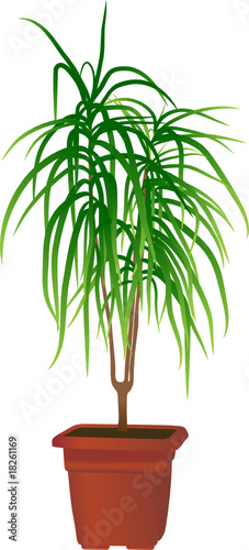 Home plant "Dracaena marginata"(vector illustration)