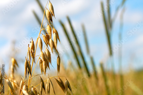 Golden wheat in the blue sky