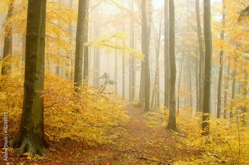 Path leading through the autumnal forest in dense fog