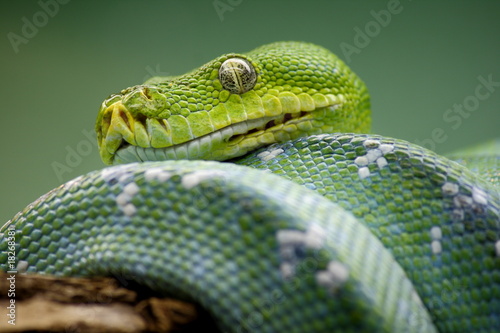 Green Tree Python