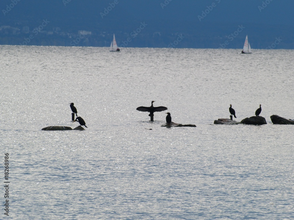 Naklejka premium Pauses d'oiseaux