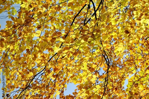 Foto Herbstfarben