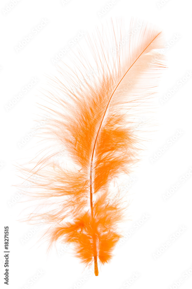 Fototapeta premium Feder