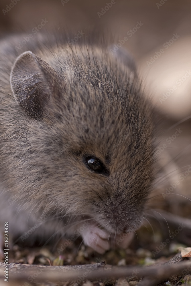 Rodent Rodent