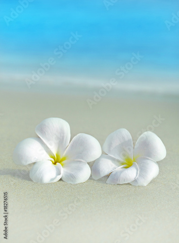 two flowers on the beach © Leonid & Anna Dedukh