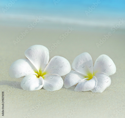 two flowers on the beach © Leonid & Anna Dedukh
