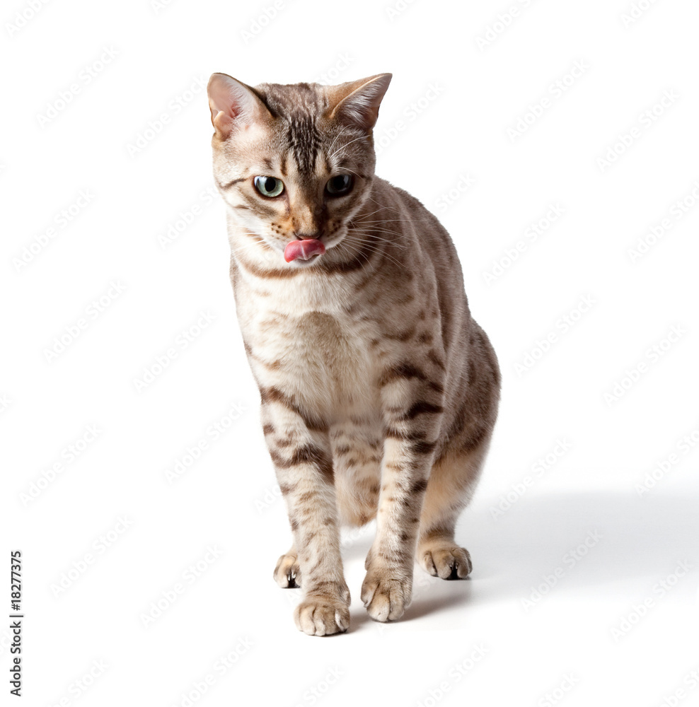 Cream colored bengal tiger cat Cream colored bengal tiger cat