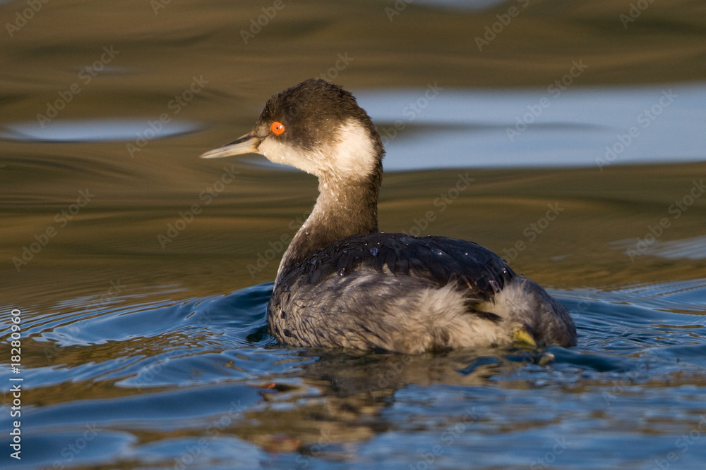 Eared Grebe Swimming