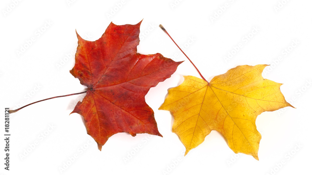 Fototapeta premium leafs