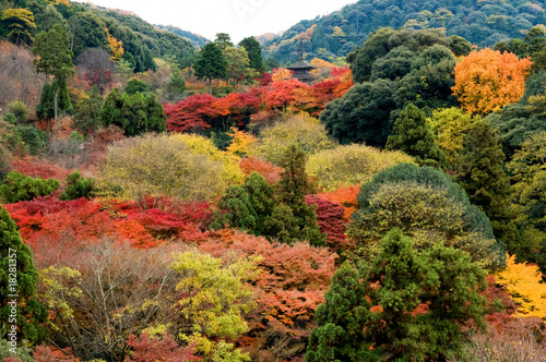 Panorama view of colorful trees