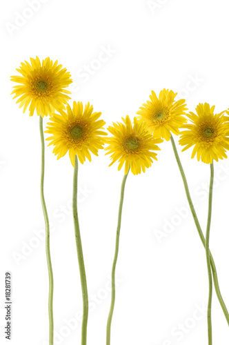 Set of five long stem sunflower