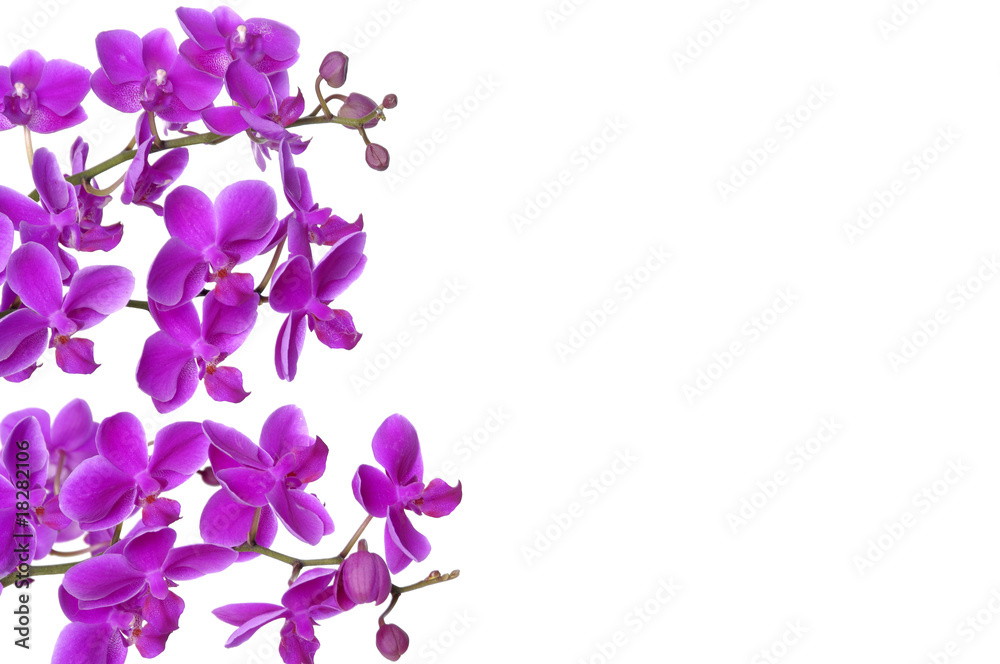 Border of violet orchids