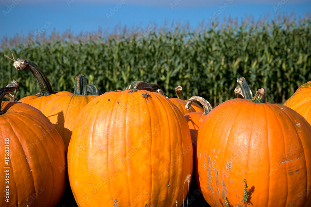 pumpkins up front with a cornfield in the back pumpkins up front with a cornfield in the back