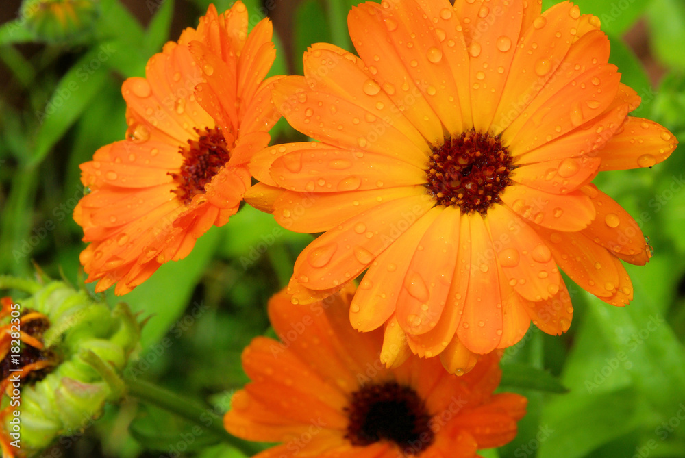 Ringelblume - calendula 19 Ringelblume - calendula 19