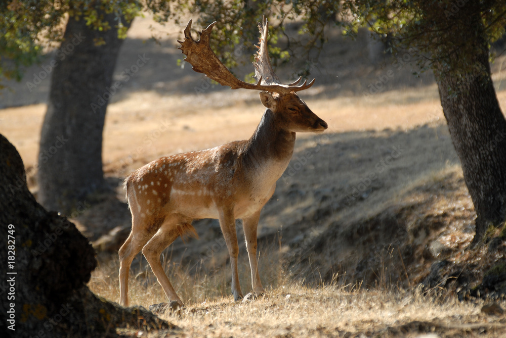 Fototapeta premium Gamo en la dehesa