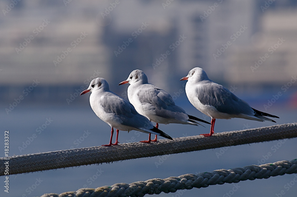 Obraz premium ロープに止まった３匹のカモメ