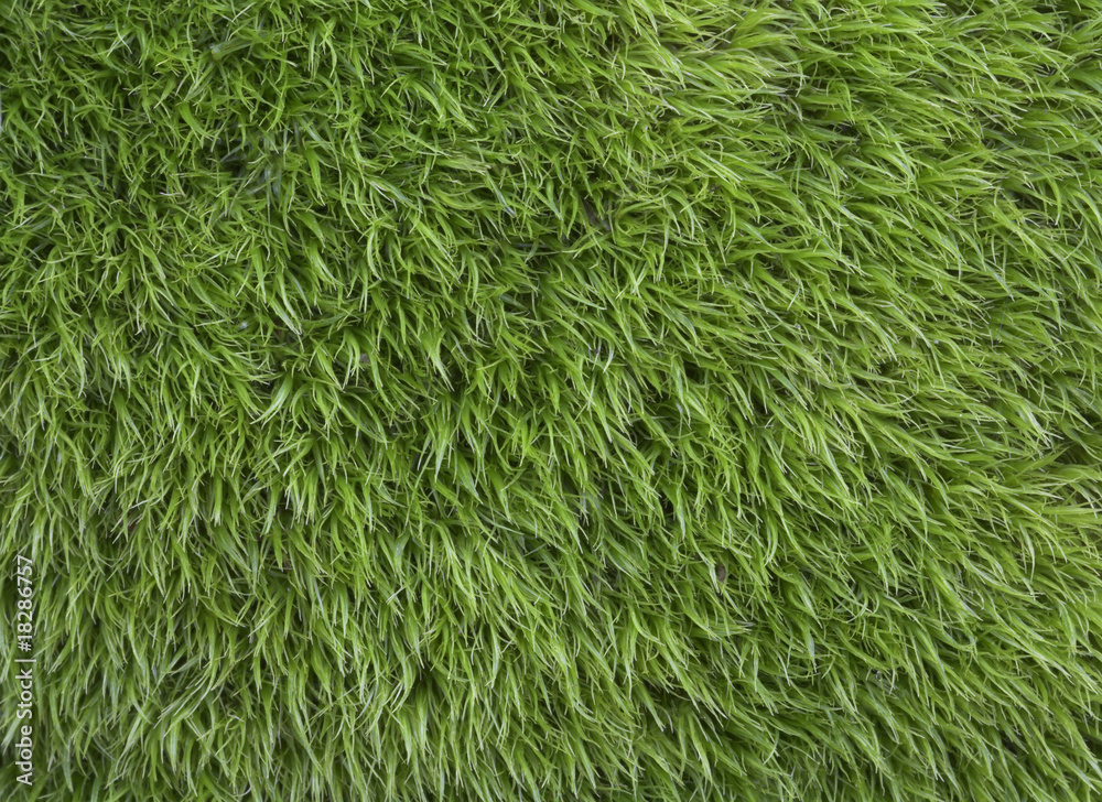 Smooth Moss Smooth Moss