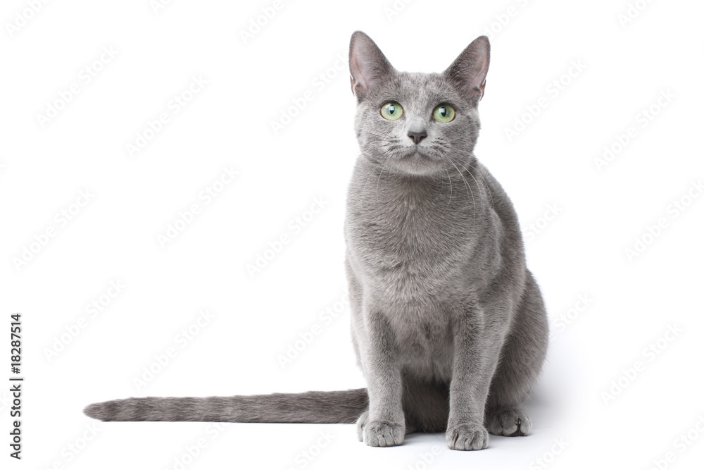 Russian blue cat