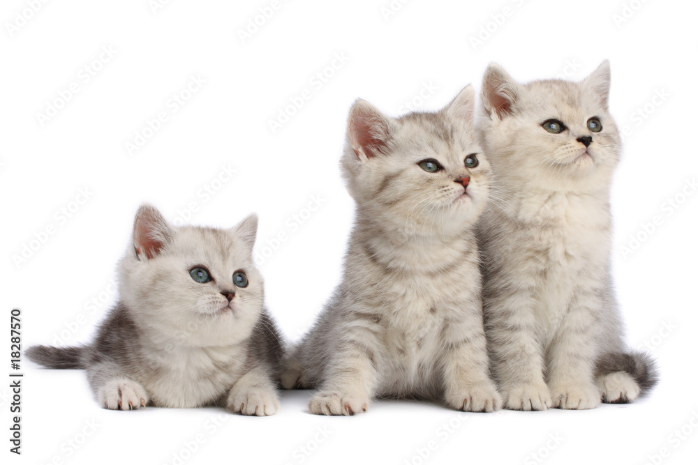 Kittens family
