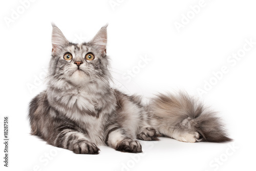 Maine-coon cat