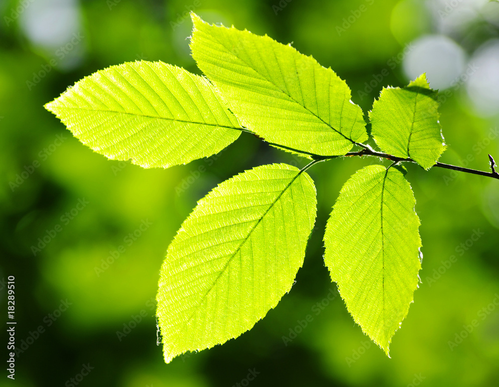 Green leaves Green leaves