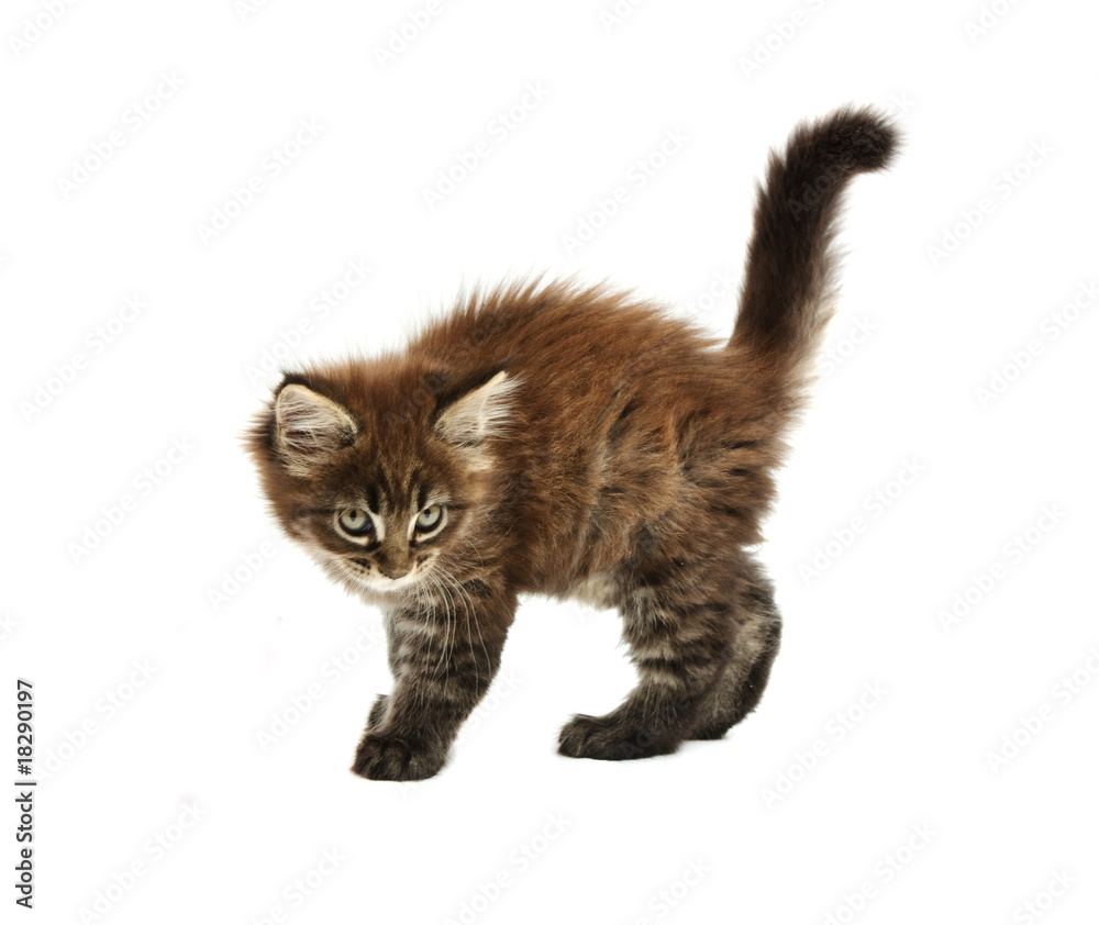 The small maine coon kitten
