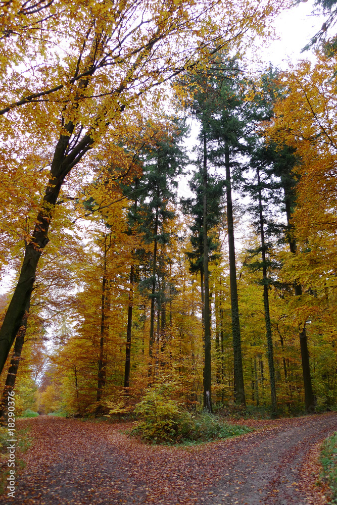 Obraz premium Herbst im Wald