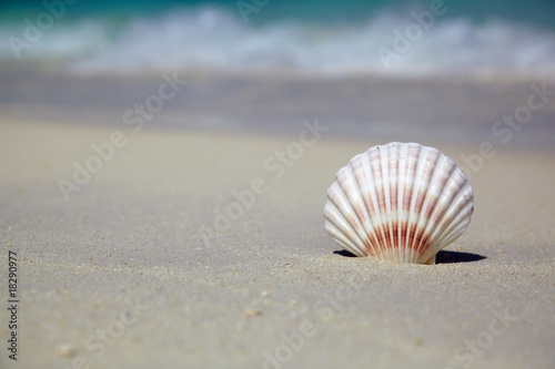sea shell on sand