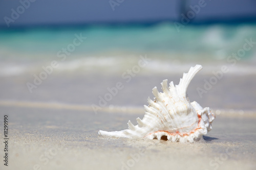 sea shell on sand