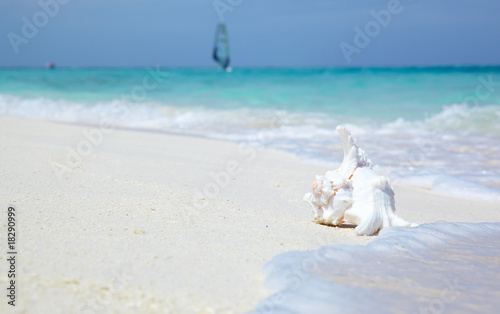 sea shell on sand