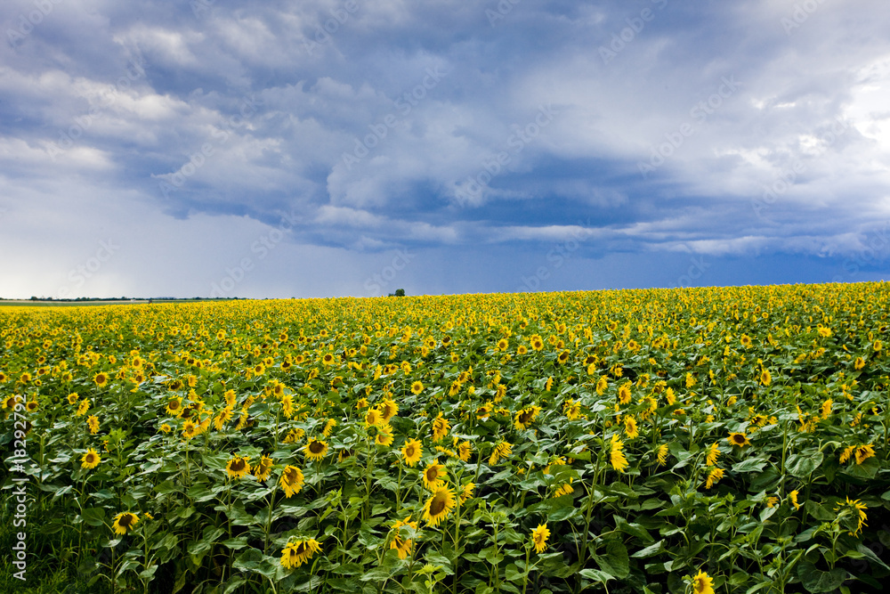 sunflower field