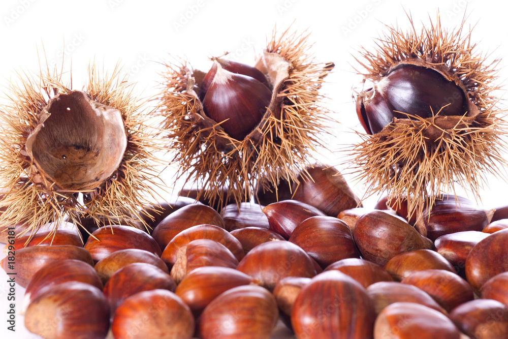 chestnut burs, isolated on a white background chestnut burs, isolated on a white background