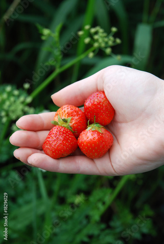 Handful of strawberrys