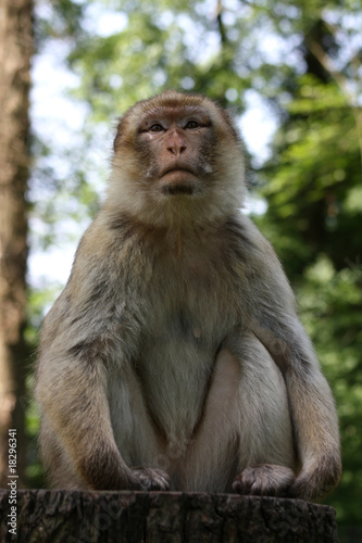 Berberaffe © Antje Lindert-Rottke