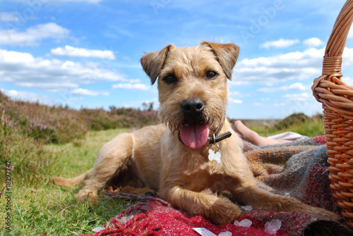 patterdale terrier