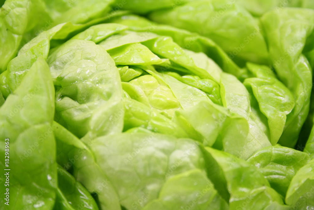 Obraz premium Blattsalat
