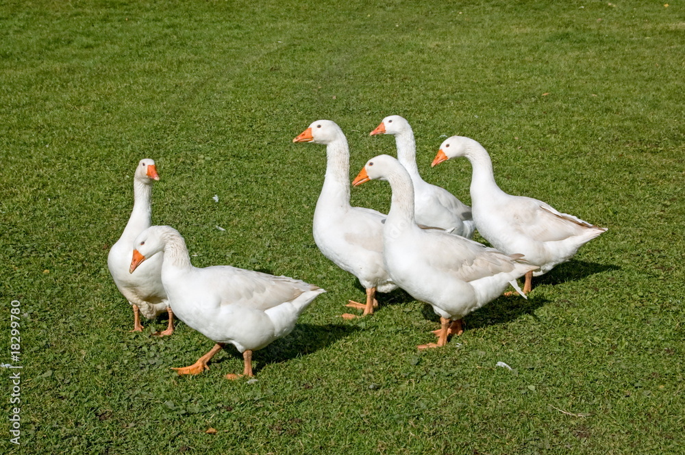 Goose Swarm Goose Swarm