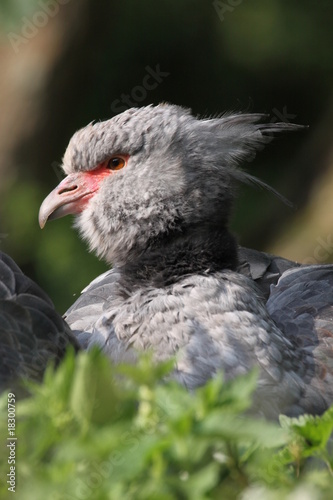 Tschaja  Halsband-Wehrvogel 