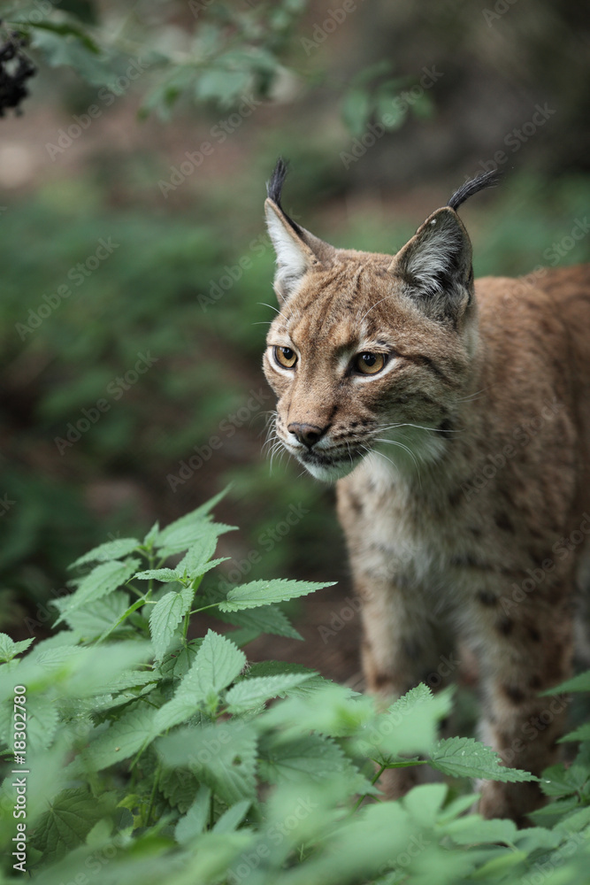 Fototapeta premium Close-up portret ryś euroazjatyckiego (Lynx lynx).